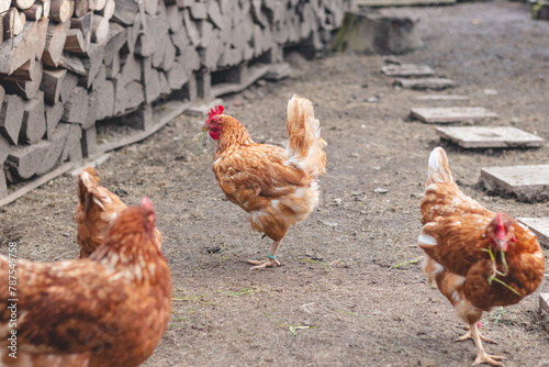 Domestic chicken with brown and white feathers running around the yard in the free range. Organic chickens. Homegrown eggs. Funny expression