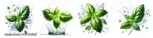 basil leaf with splash isolated png