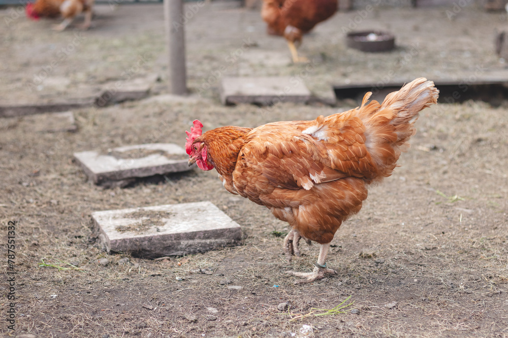 Fototapeta premium Domestic chicken with brown and white feathers running around the yard in the free range. Organic chickens. Homegrown eggs. Funny expression