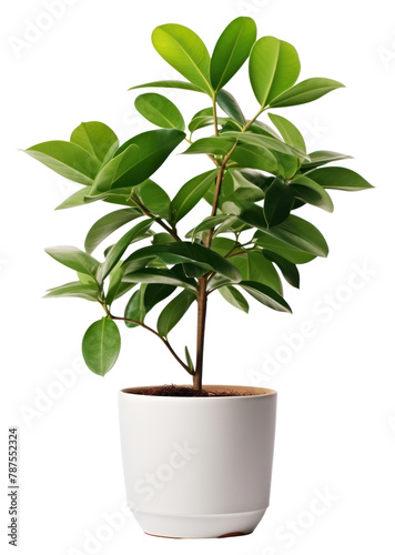 PNG Plant in home bonsai leaf tree.