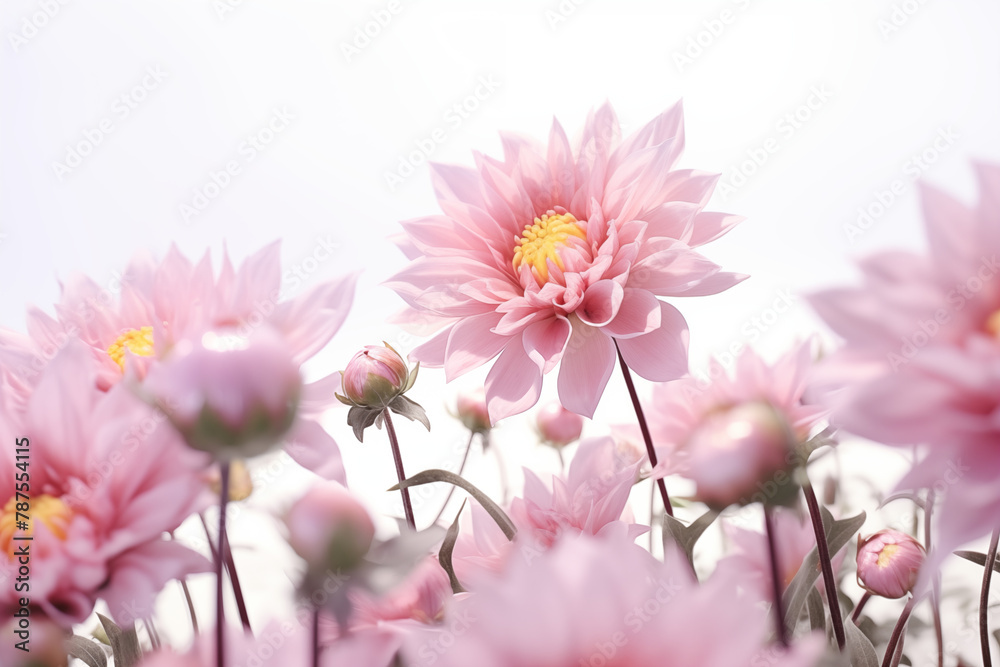 Flowers on white background. Topics related to flowers. Jobs related to flowers. Flower news. Spring and summer season. Image for graphic designer. Flowers on white background. Topics related to flowers. Jobs related to flowers. Flower news. Spring and summer season. Image for graphic designer.