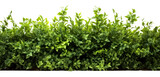 Green natural Shrub border plant shrub hedge