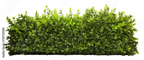 Green Shrub border plant hedge shrub
