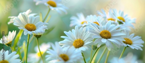 Daisies against a backdrop of spring.