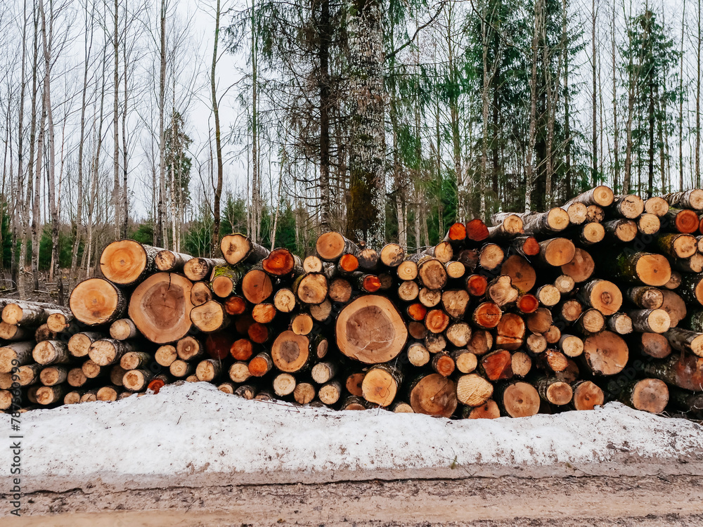 Stack of cut, thin tree trunks by a road. Winter time with snow. Nobody. Poor quality and low cost timber material. Forestry industry supply. Dull and grey forest in the background.