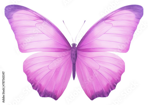 PNG Violet butterfly animal insect purple.