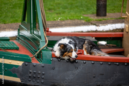 Foto Fluffy dog on a canal boat enjoying a day out, Image shows a beautiful Boarder C
