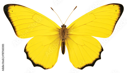 PNG  Yellow butterfly animal insect moth.