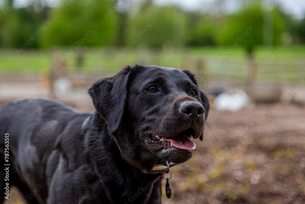 Close up of a black Labrador retriever, Image shows a beautiful close up of a black Labrador waiting for his favourite toy to be thrown on a small farm in Surrey Close up of a black Labrador retriever, Image shows a beautiful close up of a black Labrador waiting for his favourite toy to be thrown on a small farm in Surrey