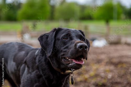 Close up of a black Labrador retriever, Image shows a beautiful close up of a black Labrador waiting for his favourite toy to be thrown on a small farm in Surrey