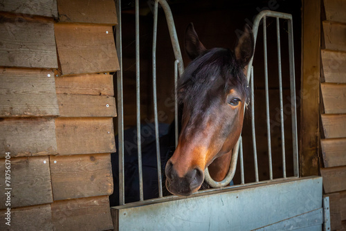 Cuadro en lienzo Bay horse looking out of his stable, Image shows a young male bay Connemara pony