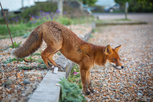 Red Fox or Vulpes vulpes close-up, shows the young male fox on the edge of a gravel car park looking for food in a popular tourist area in East Sussex