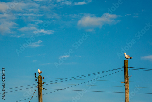 Two seagulls on individual telegraph poles along the East Sussex coast on a blue sky day with minimal clouds