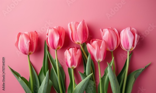 Beautiful pink tulips on pink background, flat lay. Greeting card with beautiful tulips on Mother's Day.
