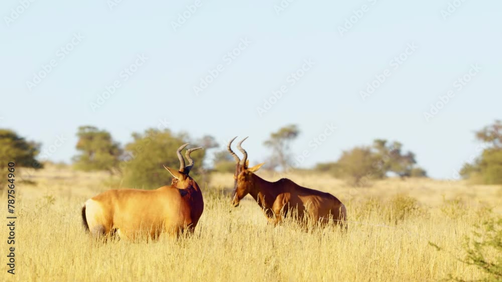 Two Red hartebeest or Cape hartebeest (Alcelaphus buselaphus caama) Looking into the camera in Grassland of Savanah of Botswana South Africa Two Red hartebeest or Cape hartebeest (Alcelaphus buselaphus caama) Looking into the camera in Grassland of Savanah of Botswana South Africa