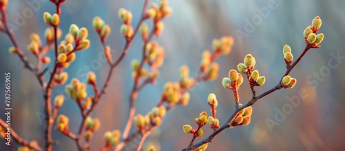 Background of tree branches with buds in the spring.