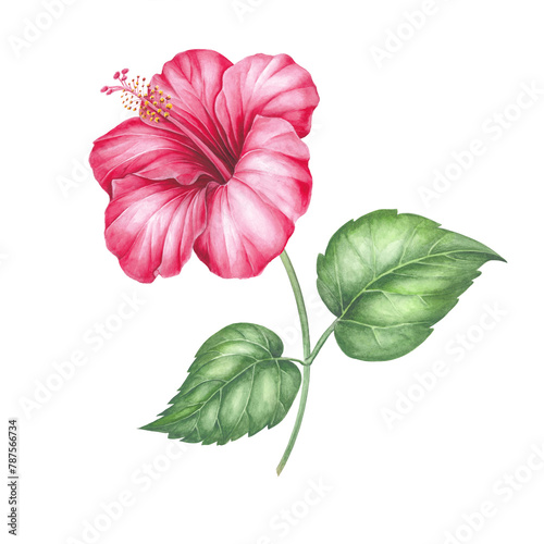 Watercolor hibiscus. Tropical floral illustration © Kotkoa