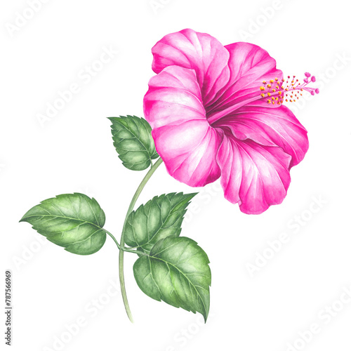 Watercolor hibiscus. Tropical floral illustration © Kotkoa