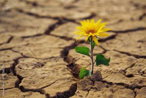 Flower growing from cracked dry soil in drought concept. Record summer heat. Background with selective focus © top images