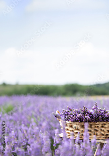 Harvesting season. Lavender bouquets and basket. © Kotkoa