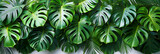 Monstera Deliciosa PNG Isolated on Transparent,
Green variegated leaves on a heartshaped bush of gold pothos Epipremnum aureum an ornamental tropical houseplant
