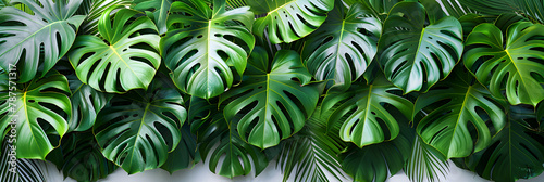 Monstera Deliciosa PNG Isolated on Transparent,
Green variegated leaves on a heartshaped bush of gold pothos Epipremnum aureum an ornamental tropical houseplant
 photo