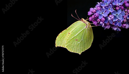 bright yellow butterfly on purple flowers. butterfly on lilac flowers in dew ...