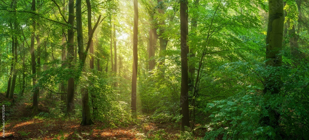 Natural green beech forest in the morning light, the sun shines through the morning mist, Ziegeroda Forest, Saxony-Anhalt, Germany, Europe Natural green beech forest in the morning light, the sun shines through the morning mist, Ziegeroda Forest, Saxony-Anhalt, Germany, Europe