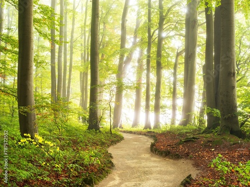 Hiking trail through natural green beech forest in the morning light, the sun shines through the morning mist, Sanspareil rock garden in the Franconian Switzerland-Veldenstein Forest nature park photo