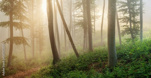 Natural beech forest in the morning light, the sun shines through the morning fog, near Freyburg (Unstrut), Saxony-Anhalt, Germany, Europe photo