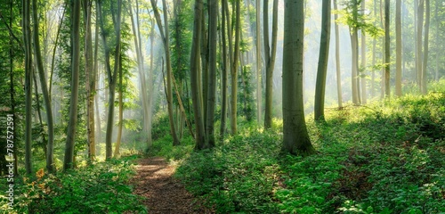 Hiking trail through natural green beech forest in the morning light, the sun shines through the morning mist, near Freyburg (Unstrut), Saxony-Anhalt, Germany, Europe