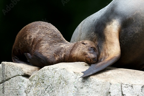 California sea lion (Zalophus californianus), An adult sea lion and a juvenile showing love and bonding while cuddling on a rock photo