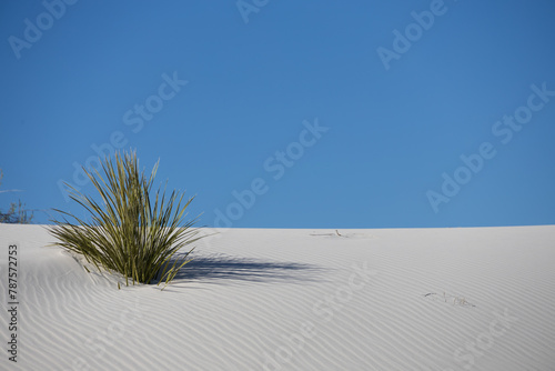 Yucca in the sand at White Sands National Park, New Mexico
 photo