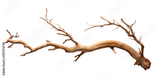 PNG Bark tree driftwood branch antler.