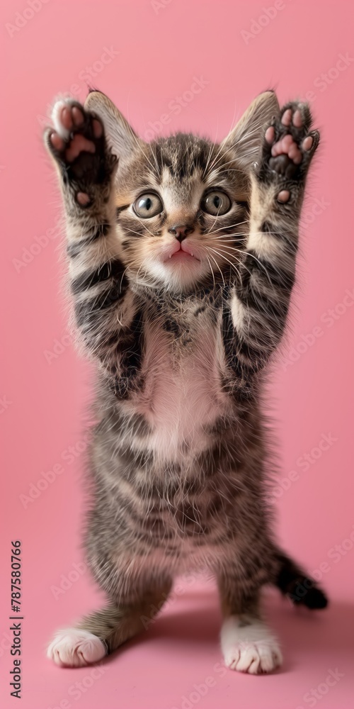 Cute kitten standing upright on its hind legs, looking curious and playful.
