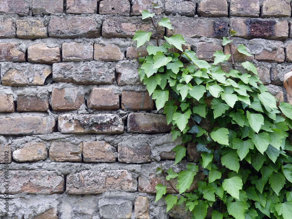 hedera helix or common ivy on the brick wall HD stock photo hedera helix or common ivy on the brick wall HD stock photo