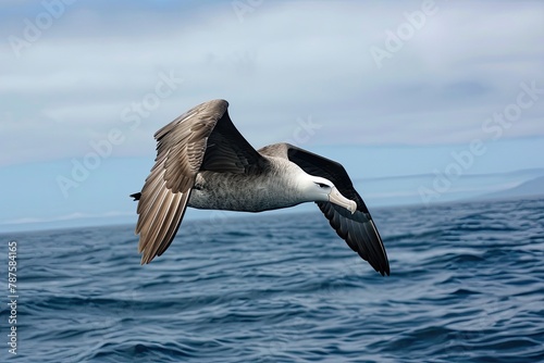 Soaring and graceful albatrosses glide effortlessly over vast open oceans, displaying their majestic flight prowess. photo