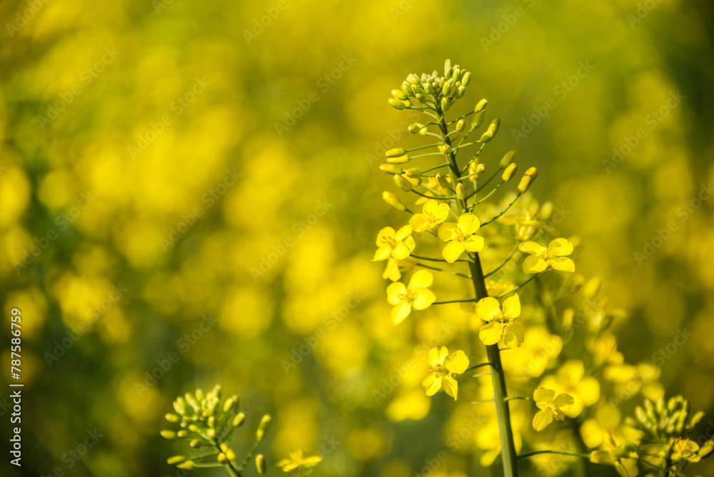 The rapeseed agricultural plant blooms in the field. Yellow rapeseed flowers close-up on field background. Selective focus. The rapeseed agricultural plant blooms in the field. Yellow rapeseed flowers close-up on field background. Selective focus.