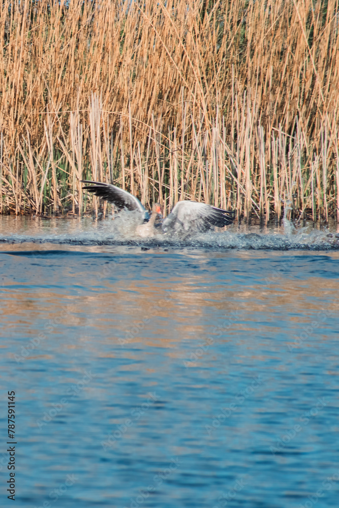 Fototapeta premium wild seagulls and ducks in Holland