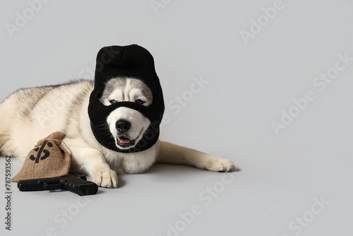Adorable husky dog in balac...
