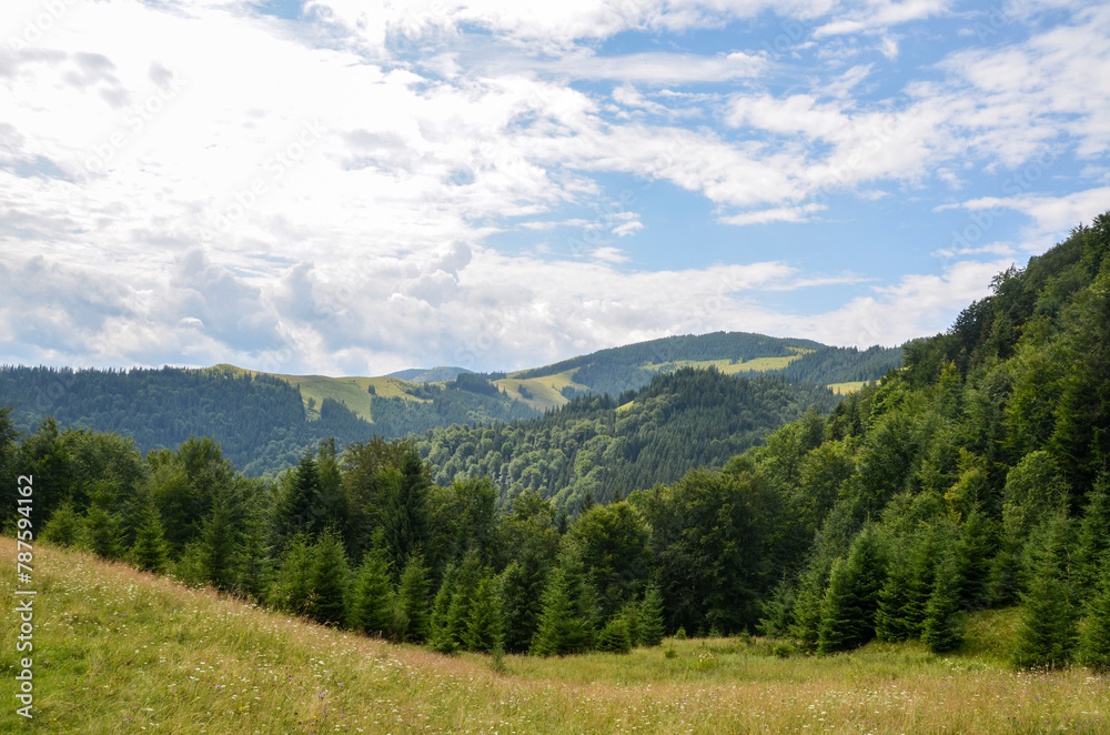 Beautiful summer landscape with rolling hills adorned with grassy meadows and lush green forests stretch under a partly cloudy sky. Carpathian Mountains, Ukraine 