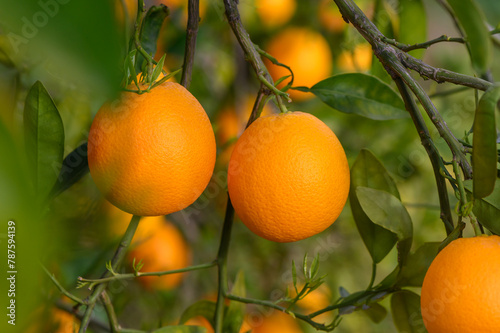 Oranges Growing On Trees In Farm.3