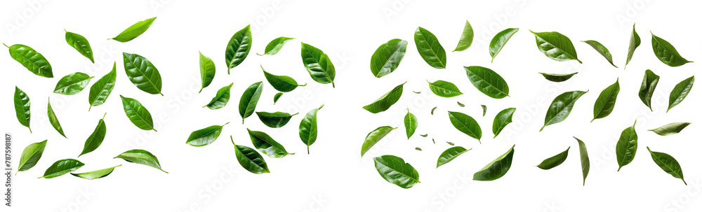 photography, top-down view, natural lighting, green tea leaves, fresh, white background
