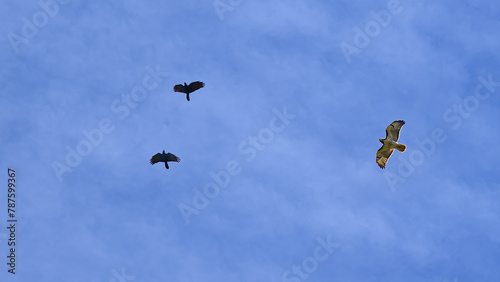 2 crows that were harassing this redtail hawk have the tables turned on them as the Hawk is now the aggressor  Crows trying to chase the hawk away for their territory.  Birds with blue sky.   photo