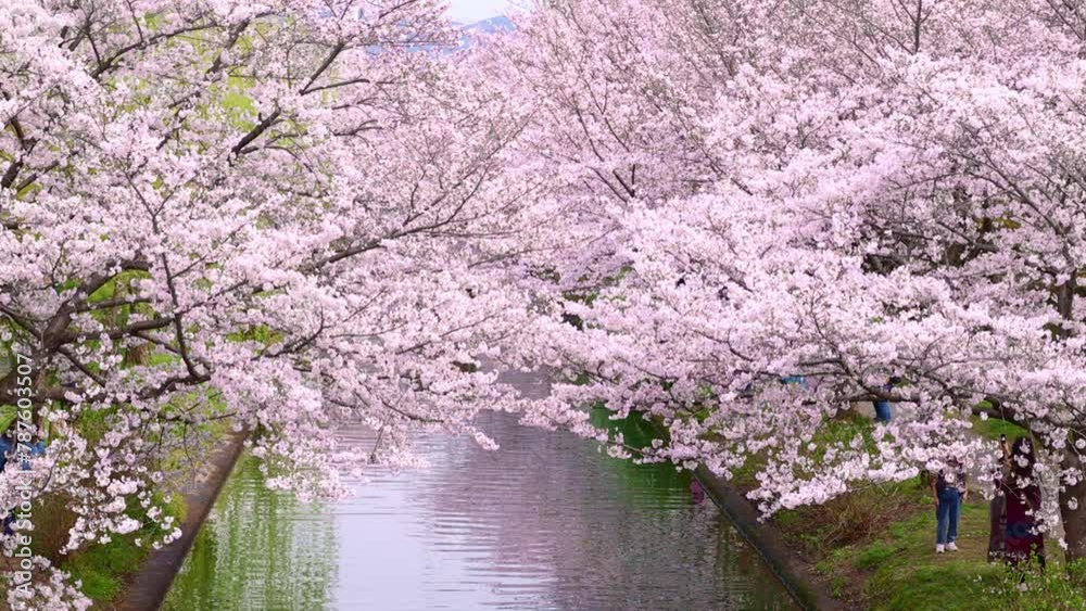 Kyoto cherry blossom in full bloom, Japanese springtime, sakura blooming at a river in Kyoto, tourism in Japan in spring Kyoto cherry blossom in full bloom, Japanese springtime, sakura blooming at a river in Kyoto, tourism in Japan in spring