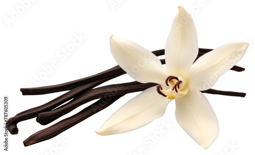 PNG Dried Vanilla pod flower orchid petal. 