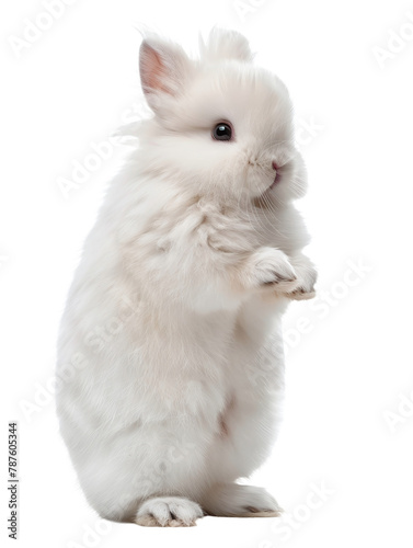 Dwarf hotot rabbit, standing, isolated, clipping path, cute