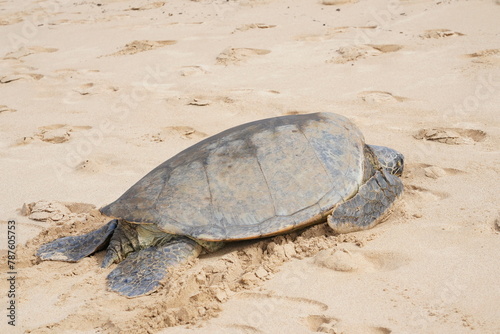 Hawaiian Green Sea Turtle © L'mar