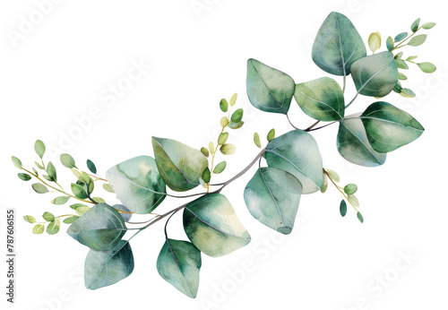 PNG Eucalyptus floral wreath plant leaf white background. photo