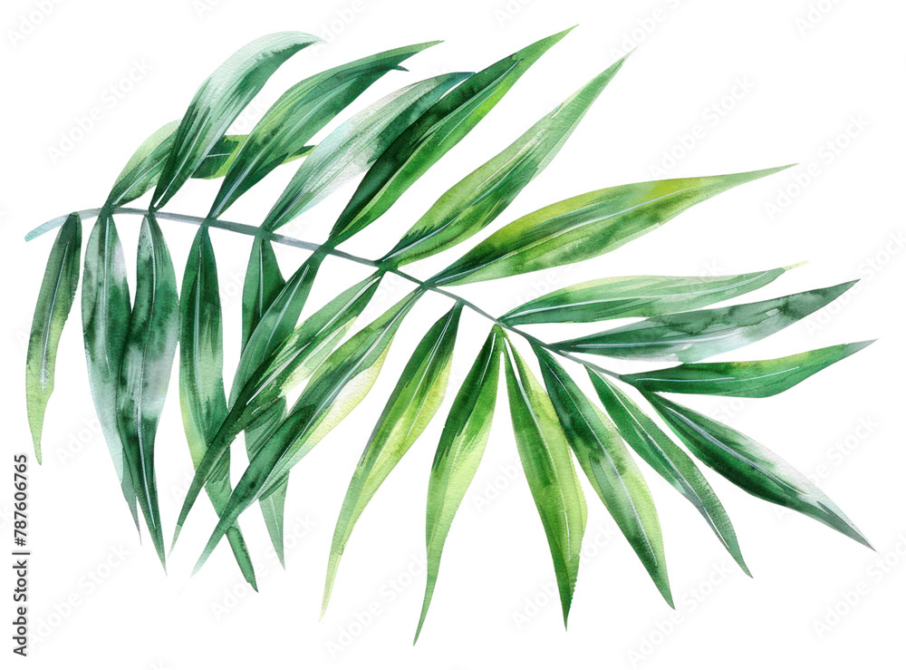 Obraz premium PNG Palm leaves plant leaf freshness.